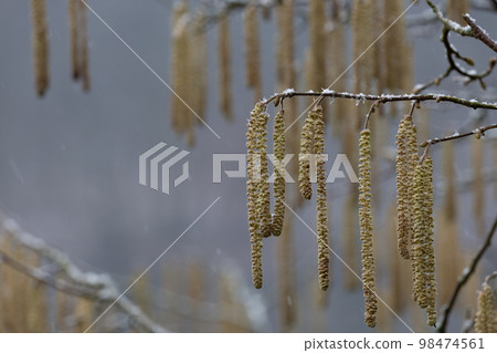 Close-up at Catkins with snow blurred background Close-up at Catkins with snow blurred background 98474561