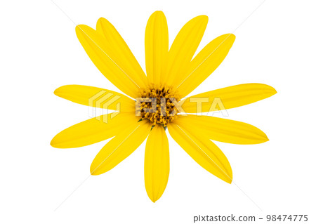 Heliopsis flowers isolated Heliopsis flowers isolated 98474775