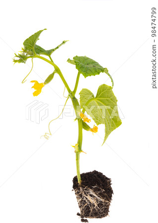 cucumber sprout isolated 98474799