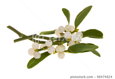 sprig of mistletoe isolated sprig of mistletoe isolated 98474824