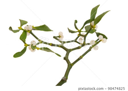 sprig of mistletoe isolated sprig of mistletoe isolated 98474825