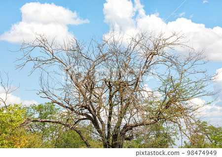 Spreading withered tree against the blue sky and spring greenery. Spreading withered tree against the blue sky and spring greenery. 98474949