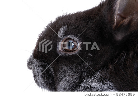 rabbit isolated rabbit isolated 98475099
