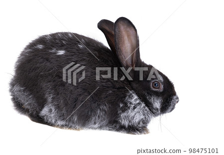 rabbit isolated 98475101