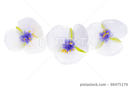 tradescantia isolated tradescantia isolated 98475179