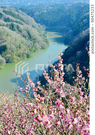 red plum, river, mountain 98475233