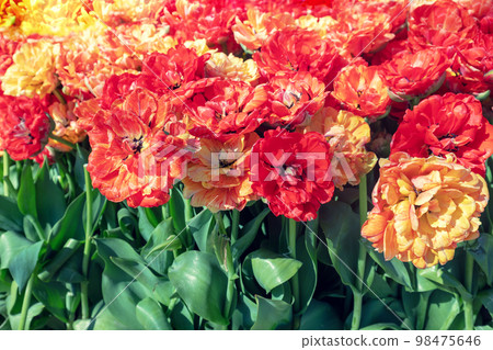 Orange and red parrot tulips blooming in the spring garden. Spring floral background Orange and red parrot tulips blooming in the spring garden. Spring floral background 98475646