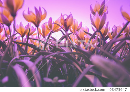 Blooming Tulips Tarda (Tulipa tarda) in purple light in spring. Bottom view Blooming Tulips Tarda (Tulipa tarda) in purple light in spring. Bottom view 98475647