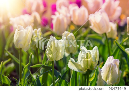 White tulips blooming in the garden. Spring nature background White tulips blooming in the garden. Spring nature background 98475649