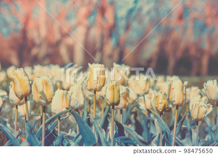 Vintage white tulips blooming in the field. Spring nature background Vintage white tulips blooming in the field. Spring nature background 98475650