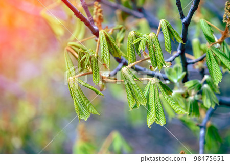 Young green leaves of horse chestnut on branches in spring Young green leaves of horse chestnut on branches in spring 98475651