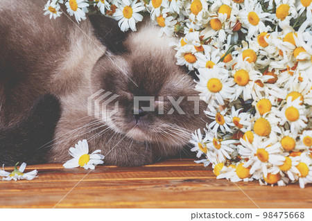 The cat sleeps on the table near the chamomile flowers The cat sleeps on the table near the chamomile flowers 98475668
