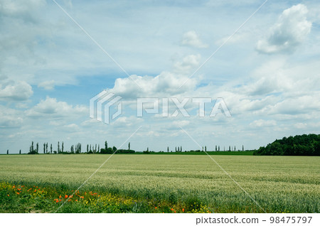 Ukrainian peace agricultural fields in its central part. Ukrainian peace agricultural fields in its central part. 98475797