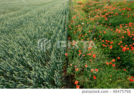 The field is unripe wheat and poppy wild flowers. The field is unripe wheat and poppy wild flowers. 98475798