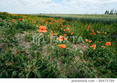 Wild poppy grows from the edge near the wheat. Wild poppy grows from the edge near the wheat. 98475799