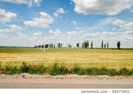 The field is unripe wheat and poppy wild flowers. 98475802