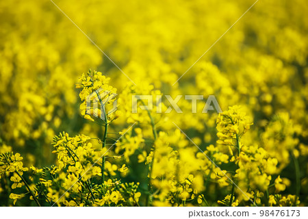 Rapeseed spring flowers Rapeseed spring flowers 98476173