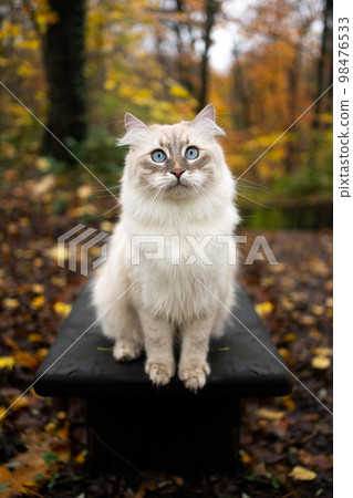 cute siberian cat sitting on a bench outdoors in the forest cute siberian cat sitting on a bench outdoors in the forest 98476533