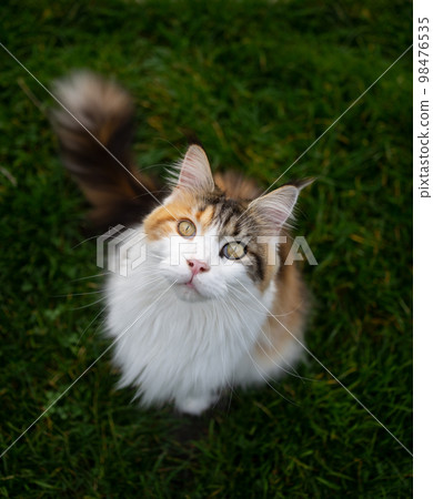 calico maine coon cat sitting on green grass looking up 98476535