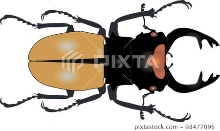 Lucanus beetle vector hand drawn illustration. Odontolabis lacordairei on white background, for print, tattoo, textile, card. Yellow black stag beetle, lucanidae, collection beetles, insects Lucanus beetle vector hand drawn illustration. Odontolabis lacordairei on white background, for print, tattoo, textile, card. Yellow black stag beetle, lucanidae, collection beetles, insects 98477096