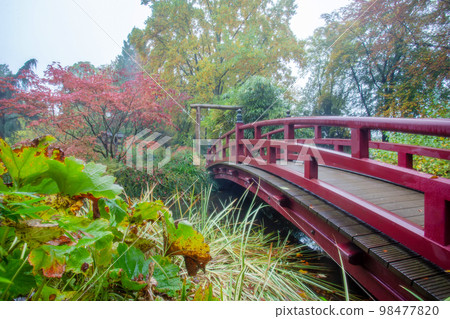 Amazing foggy landscape in a Japanese garden with japanese bridge in Leverkusen Amazing foggy landscape in a Japanese garden with japanese bridge in Leverkusen 98477820