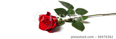 Beautiful red rose. Congratulatory background by St. Valentine's Day Beautiful red rose. Congratulatory background by St. Valentine's Day 98478362