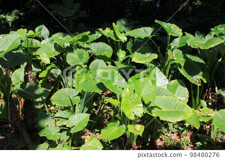 alocasia/dense large leaves alocasia/dense large leaves 98480276