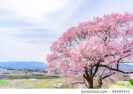 [櫻花材料]南信州[長野縣]上之平城遺址的一棵櫻花樹 98480441