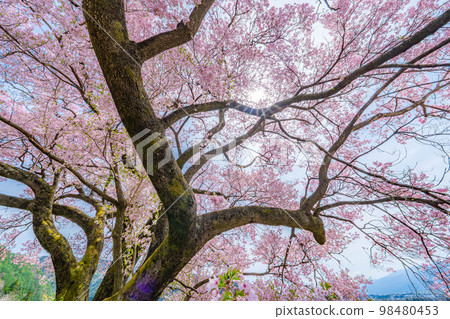 [Sakura material] A single cherry tree from the ruins of Kaminodaira Castle in Minami Shinshu [Nagano Prefecture] 98480453