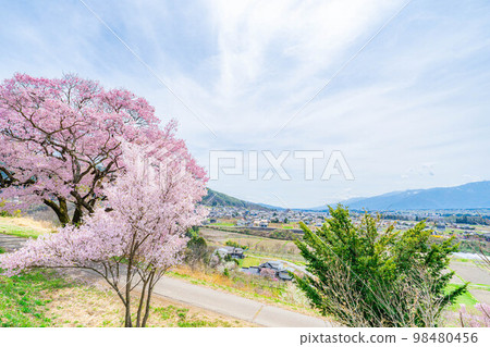 [Sakura material] A single cherry tree from the ruins of Kaminodaira Castle in Minami Shinshu [Nagano Prefecture] 98480456
