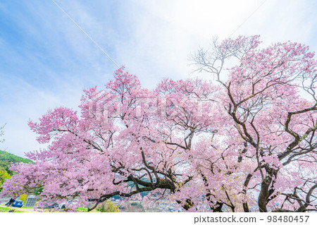 [Sakura material] A single cherry tree from the ruins of Kaminodaira Castle in Minami Shinshu [Nagano Prefecture] 98480457
