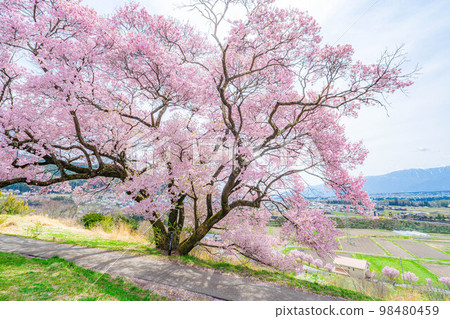 [Sakura material] A single cherry tree from the ruins of Kaminodaira Castle in Minami Shinshu [Nagano Prefecture] 98480459