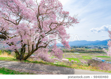 [櫻花材料]南信州[長野縣]上之平城遺址的一棵櫻花樹 98480460