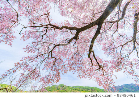 [櫻花材料]南信州[長野縣]上之平城遺址的一棵櫻花樹 98480461