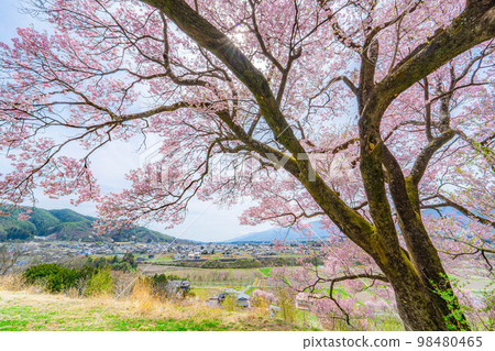 [Sakura material] A single cherry tree from the ruins of Kaminodaira Castle in Minami Shinshu [Nagano Prefecture] 98480465