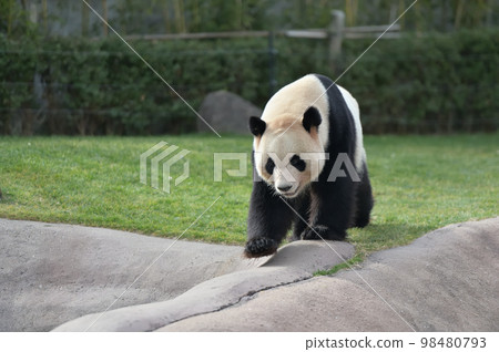 散步時的海灘 散步時的海灘 98480793