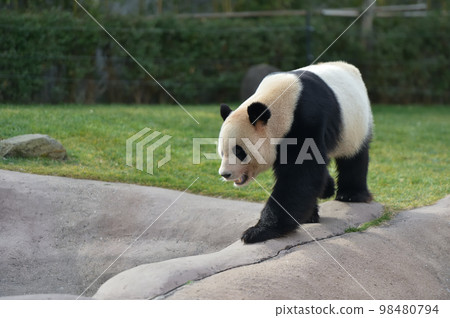 散步時的海灘 散步時的海灘 98480794