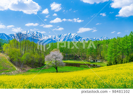 [春天的材料]春天的中山高原，油菜花，櫻花和北阿爾卑斯山[長野縣] 98481102