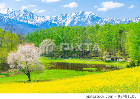 [Spring materials] Spring Nakayama Kogen, rape blossoms, cherry blossoms and Northern Alps [Nagano Prefecture] 98481103