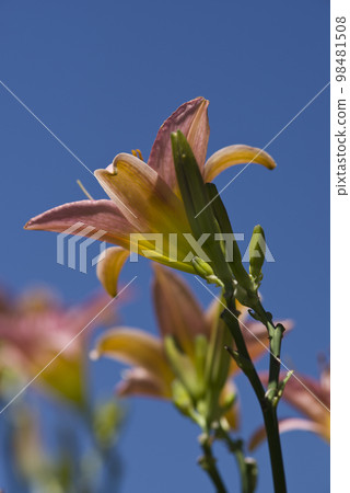 Pink daily (Hemerocallis) is in bloom. The name of this daily is Tetra Romain. Pink daily (Hemerocallis) is in bloom. The name of this daily is Tetra Romain. 98481508