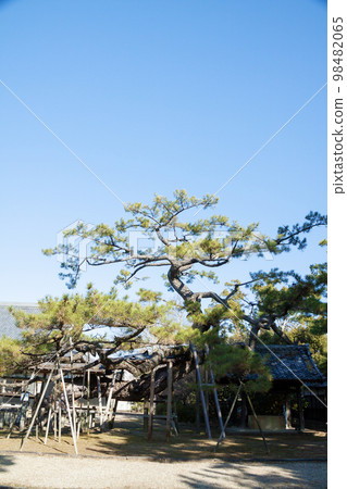 安葬石川一正的本州寺大松樹(愛知縣岡崎市) 安葬石川一正的本州寺大松樹(愛知縣岡崎市) 98482065