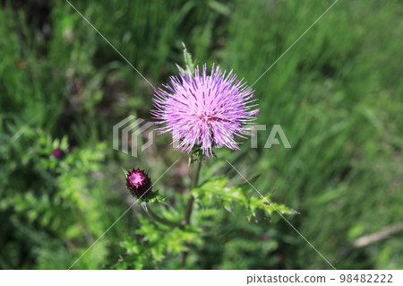 Beautiful pink thistle flower 98482222