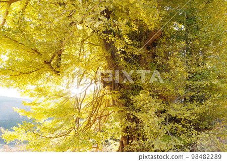 沐浴朝陽的銀杏（青森縣十和田市） 98482289