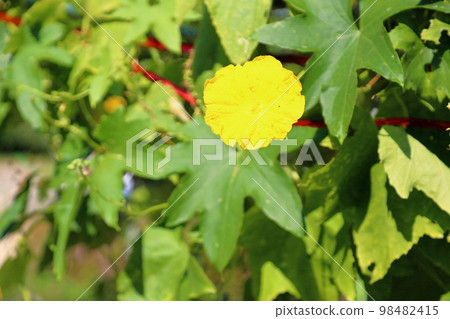 Loofah flowers Loofah flowers 98482415
