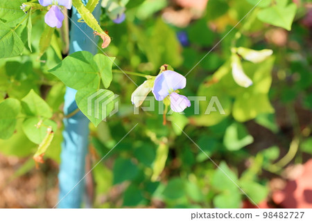 Square bean flowers 98482727