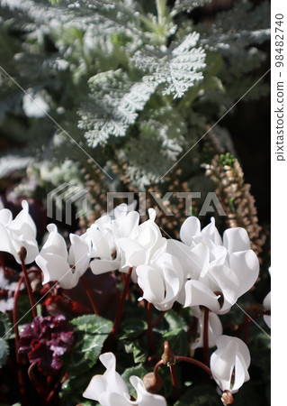 園林仙客來銀葉群植 98482740