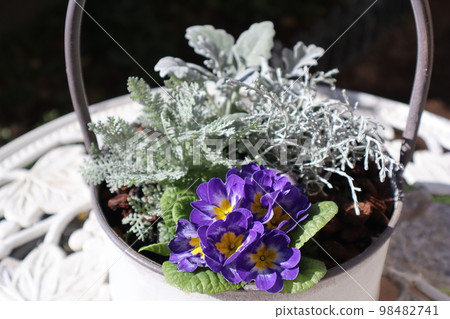Group planting of primula and silver leaf 98482741