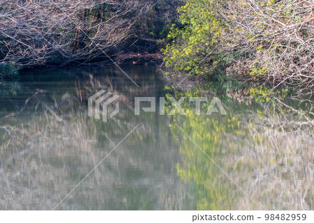 Moyamoya water mirror, midwinter landscape, swamp near Oegawa, Kumagaya city Moyamoya water mirror, midwinter landscape, swamp near Oegawa, Kumagaya city 98482959