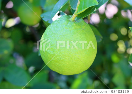 Omi lemon fruit Omi lemon fruit 98483129