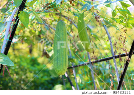 Fruit of Loofah 98483131